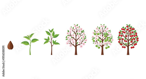 A visual depiction of a seed sprouting and maturing into a fully grown apple tree presented as a silhouette high quality