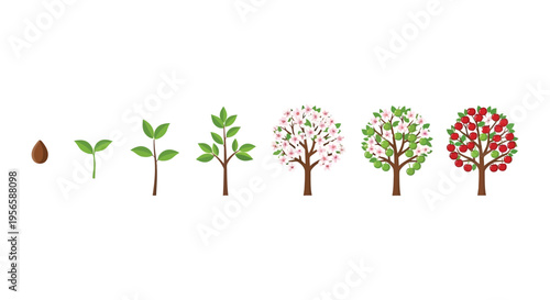 An illustration depicts the life cycle of an apple tree from seed to fully grown fruit bearing tree silhouette high quality professional