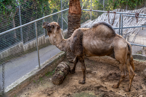 A camel in it's enclosure in a zoo in Haifa, Israel.
