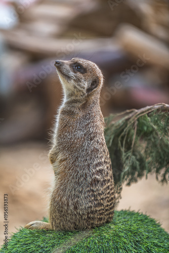 A cute meerkat in a zoo in Haifa, Israel.
