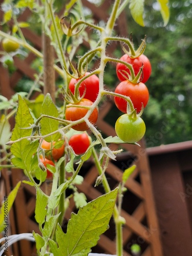 Fotografija Cherry tomatoes growing in a patio garden.