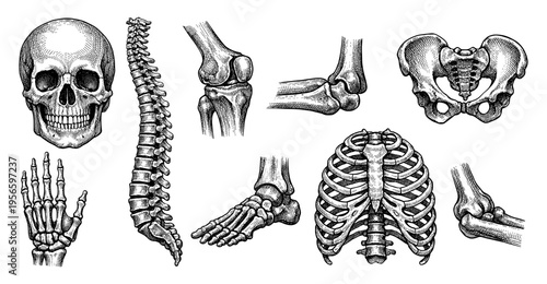 Human skeleton anatomy bone set with skull spine hand drawn sketch