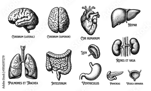 Human internal organ anatomy set with brain heart hand drawn sketch