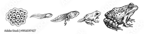 Frog life cycle and metamorphosis stages in vintage engraving style