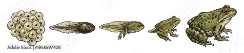 Colored frog life cycle and metamorphosis stages in vintage engraving