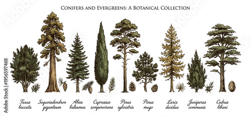 Colored conifer and evergreen tree set in vintage engraving style