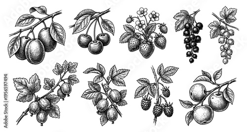 Plum cherry apple and berry branch vintage botanical engraving