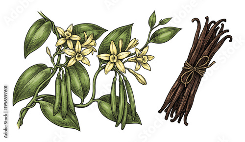 Colored vanilla plant branch and dried bean botanical engraving