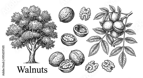 Walnut tree and nut branch set in botanical vintage engraving
