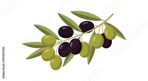 A colorful illustration depicts an olive branch with vibrant green and dark purple olives presented as a silhouette high quality professional