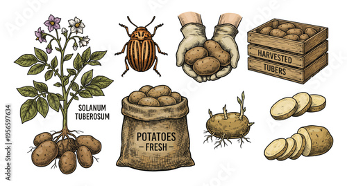 Colored potato harvest set with plant and bag hand drawn sketch