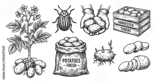 Potato vegetable harvest set with plant and bag hand drawn sketch