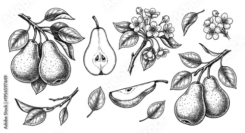 Pear fruit and flower branch set in botanical vintage engraving