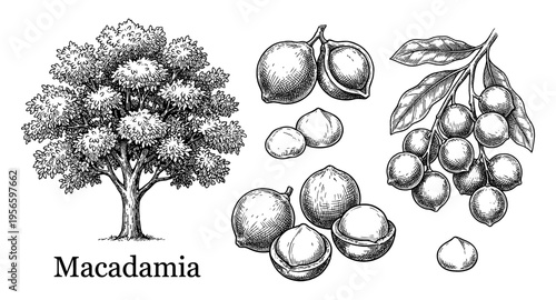 Macadamia nut tree branch hand drawn sketch vintage botanical engraving