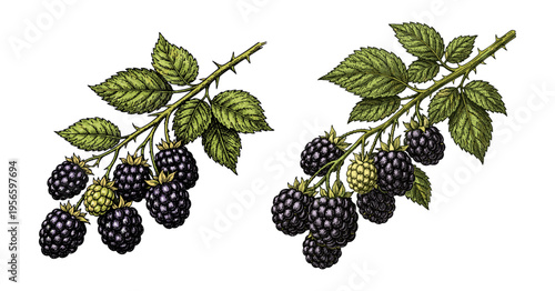 Blackberry berry branch hand drawn sketch colored botanical engraving