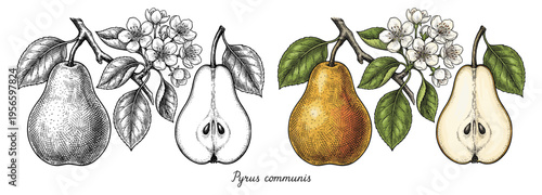 Pear fruit set in hand drawn colored botanical vintage engraving