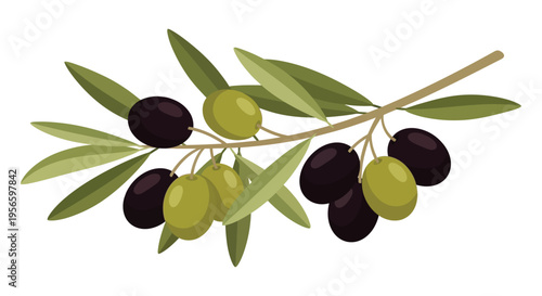 A colorful illustration depicts a sprig of olives with varying shades of green and purple a striking silhouette high quality professional