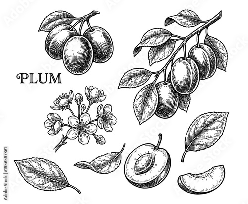 Plum branch set in hand drawn vintage botanical engraving