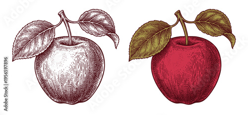 Apple fruit set in hand drawn colored botanical vintage engraving