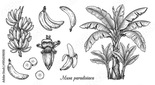 Banana tree and fruit set in hand drawn vintage botanical engraving
