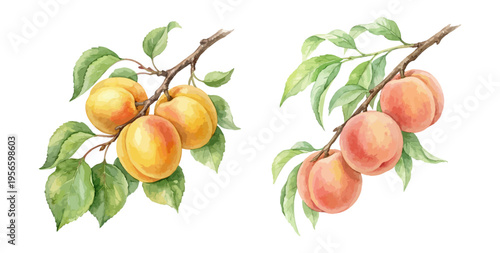 Apricot and peach fruit branch in watercolor botanical style