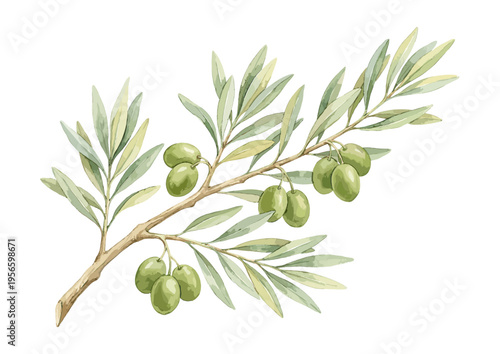Watercolor olive branch with green olives in botanical style