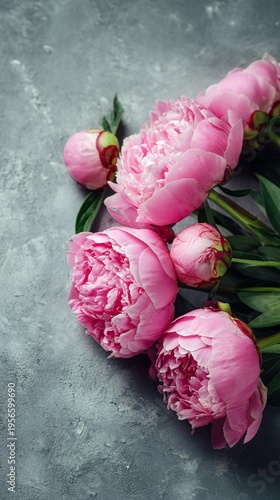Beautiful pink peonies arranged gracefully on a textured gray background, perfect for floral designs, weddings, or nature-themed projects, radiating freshness and elegance.