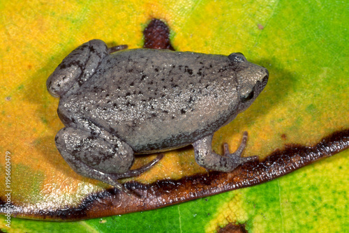 Φωτογραφία Eastern Narrowmouth Toad, Gastrophryne carolinensis.