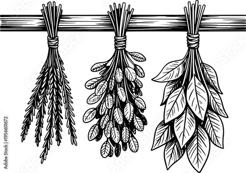 Bunches of Herbs Hanging From a Wooden Beam Black and White dried botanical
