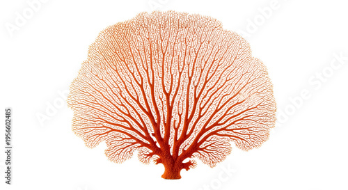 Coral Branch on Transparent Background Marine Decoration Banner Background