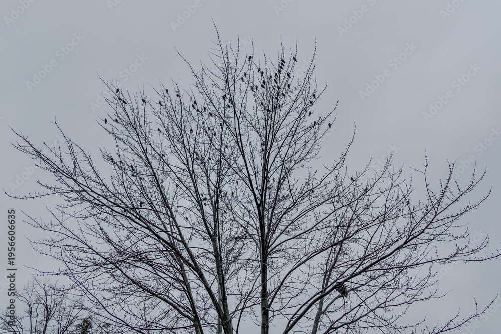 Obraz premium Black birds or crows in a tree in winter