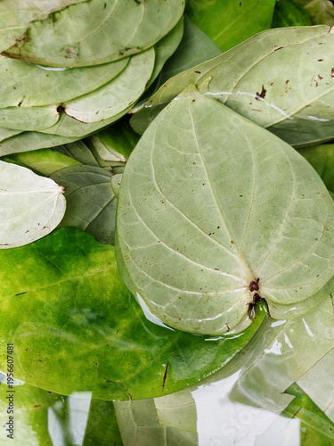 Background of Piper betle. Green leaves of a perennial vine native to Southeast Asia. Close-up of heart-shaped leaves with culinary and medicinal uses in India.