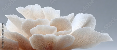 Delicate Oyster Mushroom Gills Close-up