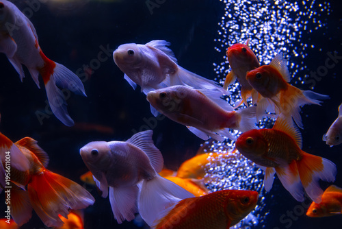Nice swarm of goldfish in water bubbles
