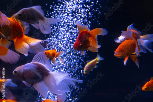 Nice swarm of goldfish in water bubbles