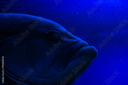 Nice violet red orange colored sea aquarium fish