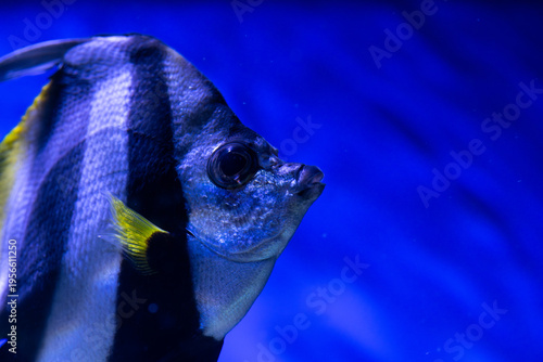 Nice tropical Beaked Copperbanded butterflyfish (Chelmon rostratus) on blue background