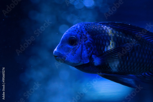 Nice violet red orange colored sea aquarium fish