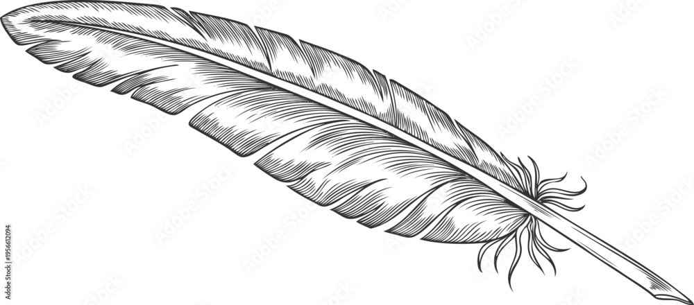 Obraz premium Feather vector engraved hand drawn illustration, feather a pen for ink writing isolated, single bird plume sketch icon