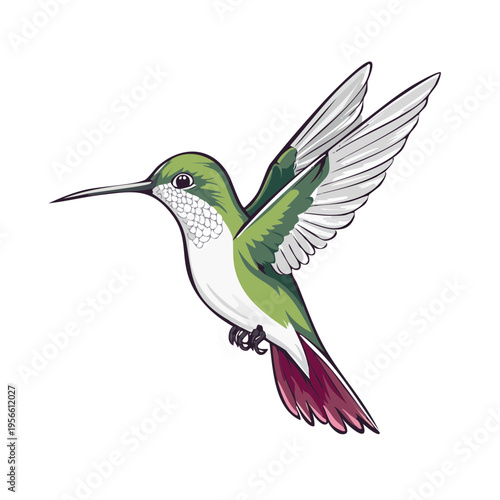 Green hummingbird in flight with wings spread and tail fanned out