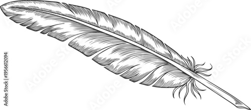 Feather vector engraved hand drawn illustration, feather a pen for ink writing isolated, single bird plume sketch icon