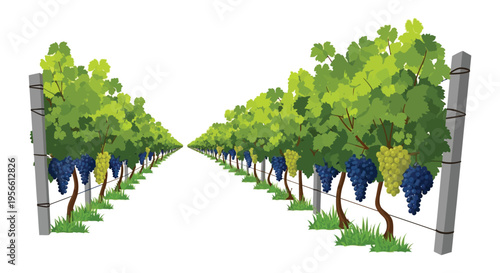 A vibrant vineyard scene with lush green grapevines extending into the distance presenting a dark silhouette high quality professional detailed modern