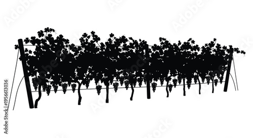 A striking black silhouette of a vineyard with rows of grapevines and hanging fruit creating a dramatic scene silhouette high quality