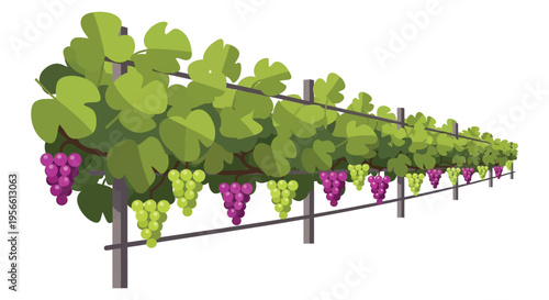 A vibrant illustration depicts a lush vineyard with rows of grapevines and ripe bunches of fruit silhouette high quality professional detailed