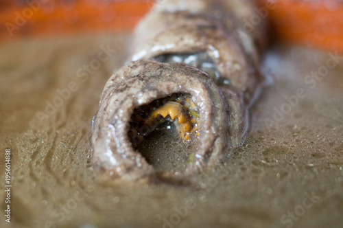 Foto detailed close-up of a cooked sea lamprey showing its characteristic circular mouth and suction teeth, prepared in a traditional dark blood sauce