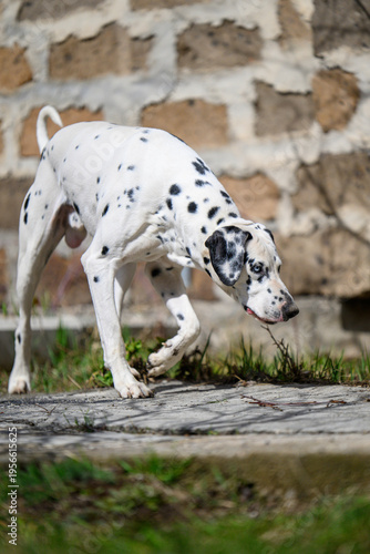 White Dalmatian dog explores grassy area near rustic stone wall