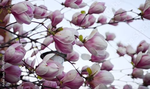 magnolia tree blossom