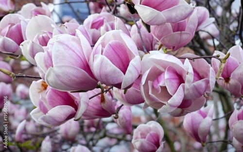 pink magnolia flowers
