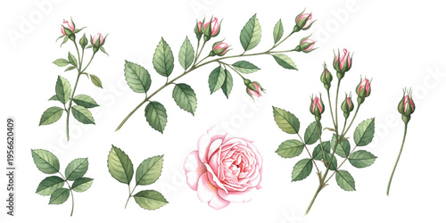 Hand painted watercolor pink rose flowers and green leaves set for floral wedding stationery and greeting card design