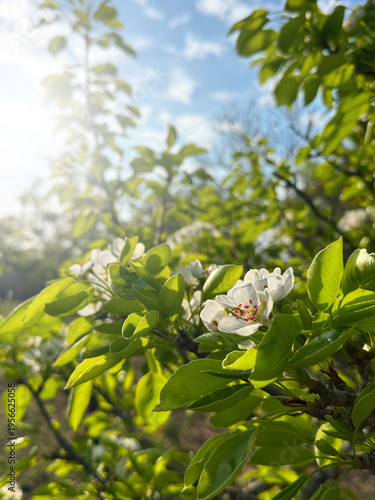 Pear spring blossom in a fruit garden backdrop art design. Orchard scene. Blo...